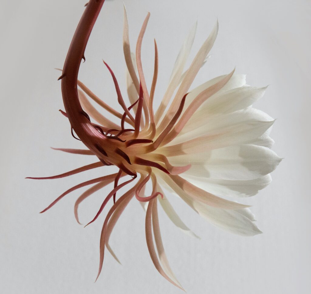 jose-ignacio-gonzalez-pansiera-y8ii1w5DfC4-unsplash Fallegt hvítt blóm með rauðbrúnum stilk fyrir Hagsmunafélag ME sjúklinga og aðstandenda