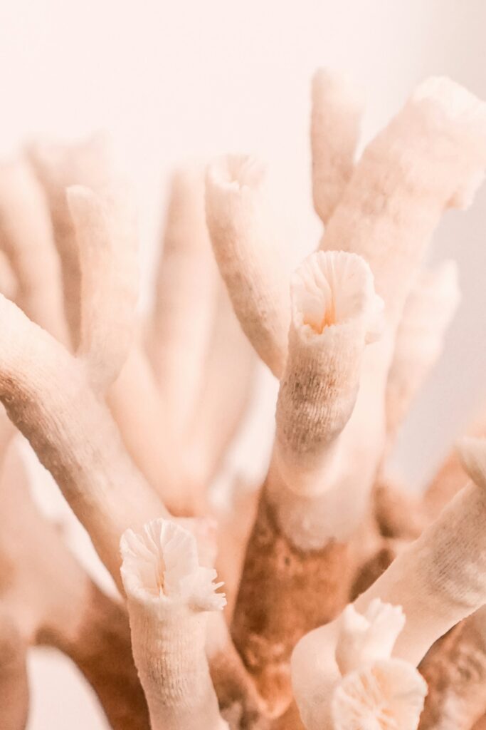 sandra-filipe-yJTWXLnx6CI-unsplash Lífrænt form í pastel litum
