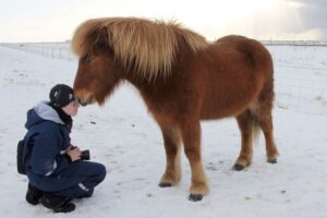 Freyja krýpur í snjó fyrir framan hest